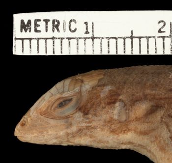 Media type: image;   Herpetology R-25435 Aspect: head lateral